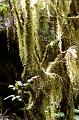 Mosses,_Antarctic_Beech_Forest,_New_England_National_Park,_New_England